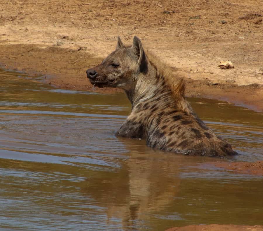 Port Elizabeth: Addo Elephant Park All-Inclusive Day Safari - The first three-hour game drive