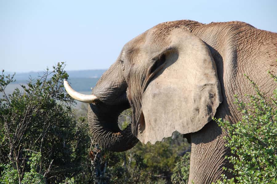 Port Elizabeth: Addo Elephant Park All-Inclusive Day Safari - Lookout points and the value of patience