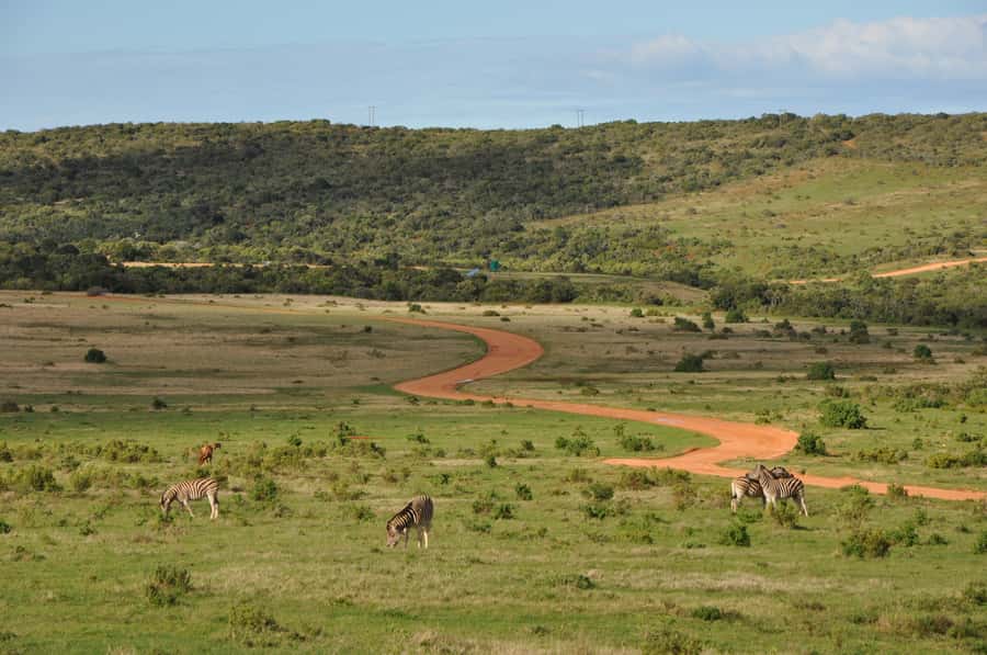 Port Elizabeth: Addo Elephant Park All-Inclusive Day Safari - Lunch inside Addo