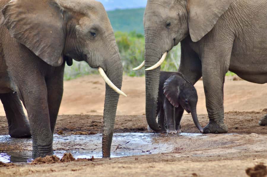 Port Elizabeth: Addo Elephant Park All-Inclusive Day Safari - The afternoon search for more wildlife