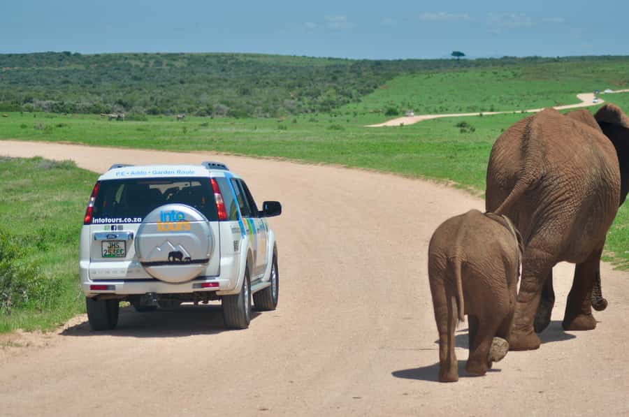 Port Elizabeth: Addo Elephant Park All-Inclusive Day Safari - The enclosed vehicle: comfort versus safari atmosphere