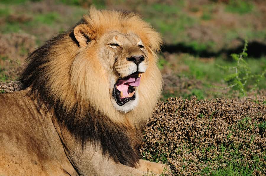 Port Elizabeth: Addo Elephant Park All-Inclusive Day Safari - Timing, group size, and who will enjoy it