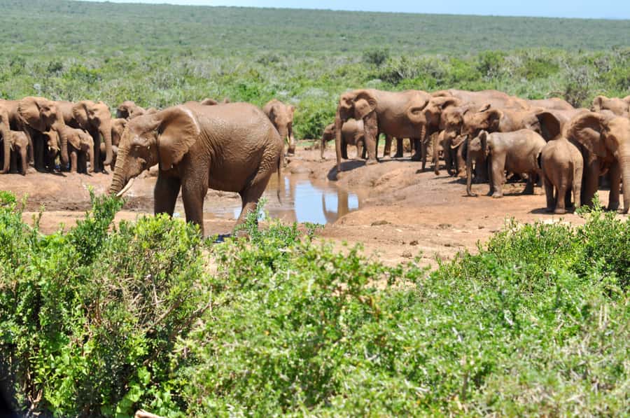 Port Elizabeth: Addo Elephant Park All-Inclusive Day Safari - Morning pickup from Port Elizabeth