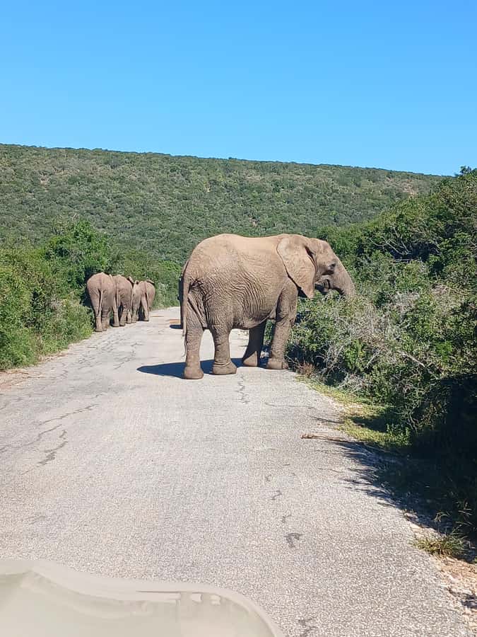 Port Elizabeth: Addo Elephant Park Shore Excursion & Safari - Who will enjoy this safari most