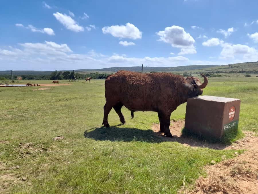 Port Elizabeth: Addo Elephant Park Shore Excursion & Safari - Why Addo is a strong choice from Port Elizabeth