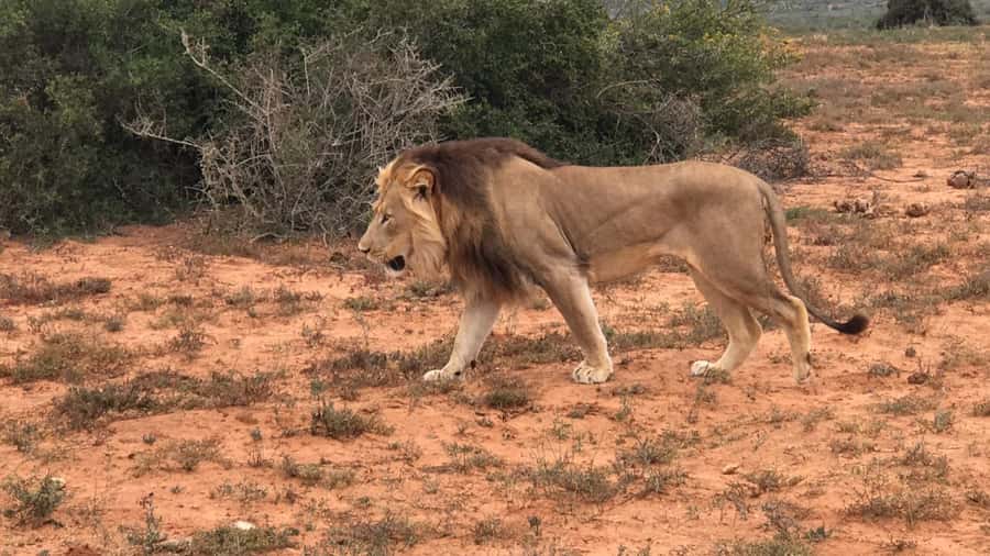 Port Elizabeth: Addo Elephant Park Shore Excursion & Safari - The 45-minute ride to the southern gate
