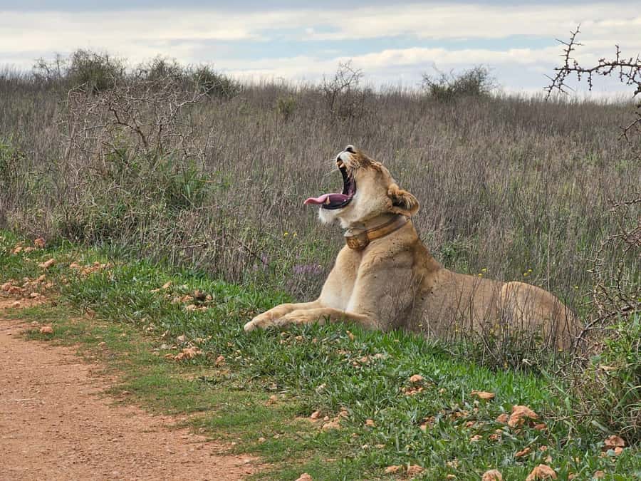 Port Elizabeth: Addo Elephant Park Shore Excursion & Safari - The first four-hour drive through Addo