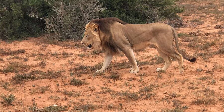 Port Elizabeth: Addo Elephant Park Shore Excursion & Safari - The afternoon drive and better wildlife chances