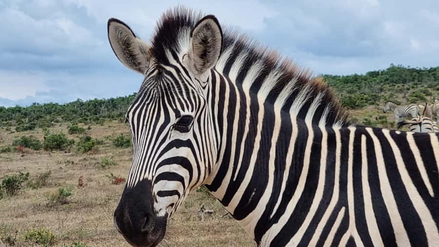 Port Elizabeth: Addo Park Safari with Giraffe Walk and Lunch - Why this Addo day works so well