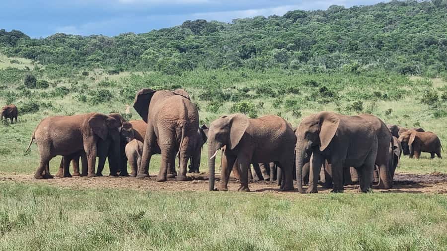 Port Elizabeth: Addo Park Safari with Giraffe Walk and Lunch - Your morning search for Addo’s elephants