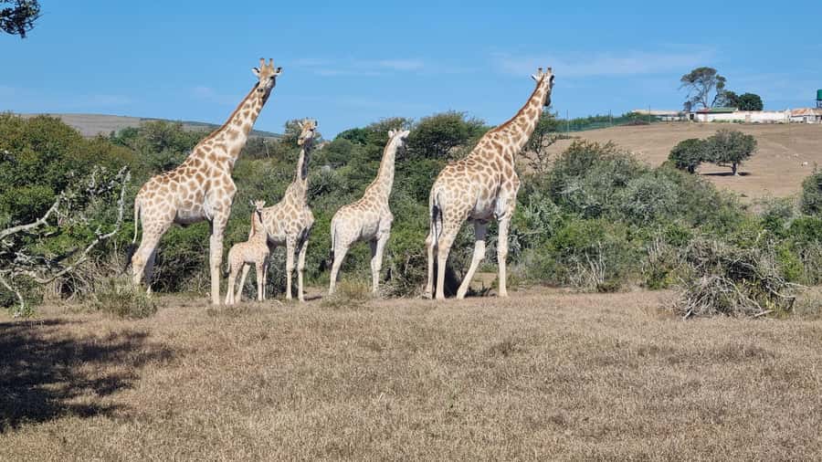 Port Elizabeth: Addo Park Safari with Giraffe Walk and Lunch - The value of a local guide