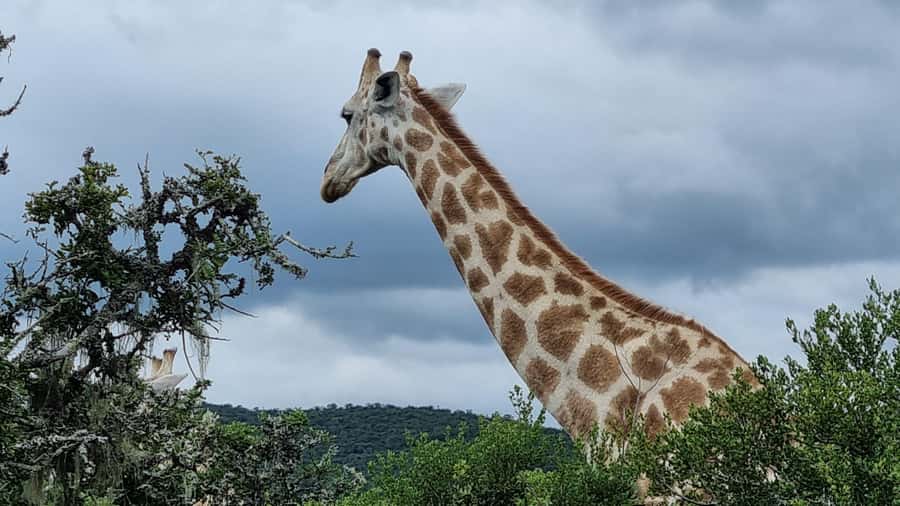 Port Elizabeth: Addo Park Safari with Giraffe Walk and Lunch - Lunch: braai or restaurant meal