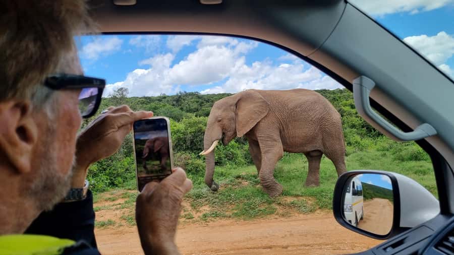 Port Elizabeth: Addo Park Safari with Giraffe Walk and Lunch - Timing, pickup, and the cruise terminal option