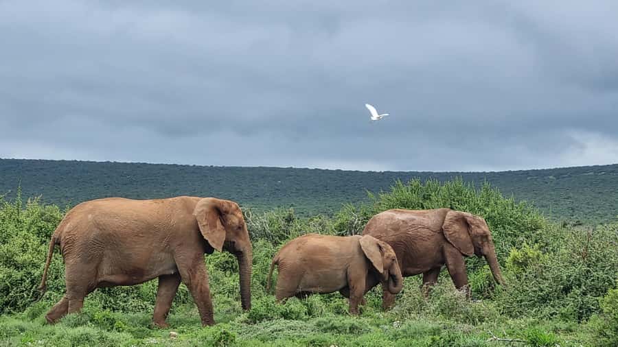 Port Elizabeth: Addo Park Safari with Giraffe Walk and Lunch - What to pack for this particular day