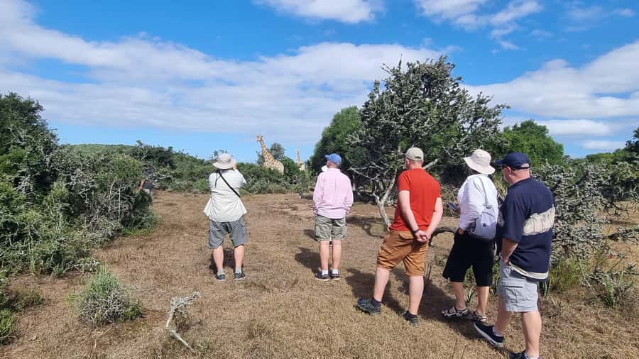 Port Elizabeth: Addo Park Safari with Giraffe Walk and Lunch - More than an elephant checklist
