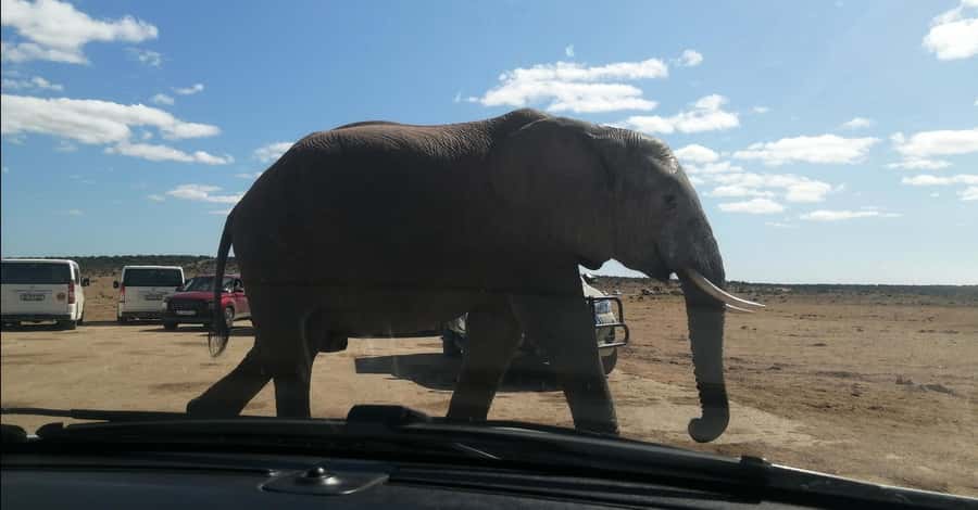 Port Elizabeth : Full-Day Addo Elephant Park Wildlife Tour - Key points about the Addo day