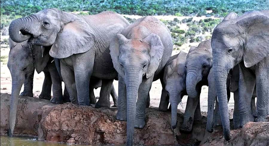 Port Elizabeth : Full-Day Addo Elephant Park Wildlife Tour - Booking decision: is this Addo tour right for you?