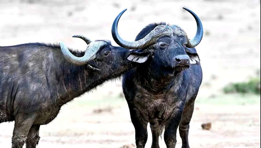 Port Elizabeth : Full-Day Addo Elephant Park Wildlife Tour - Why Addo is worth a full day
