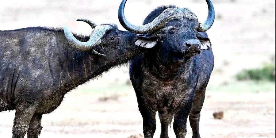 Port Elizabeth : Full-Day Addo Elephant Park Wildlife Tour - Looking for the Big Five