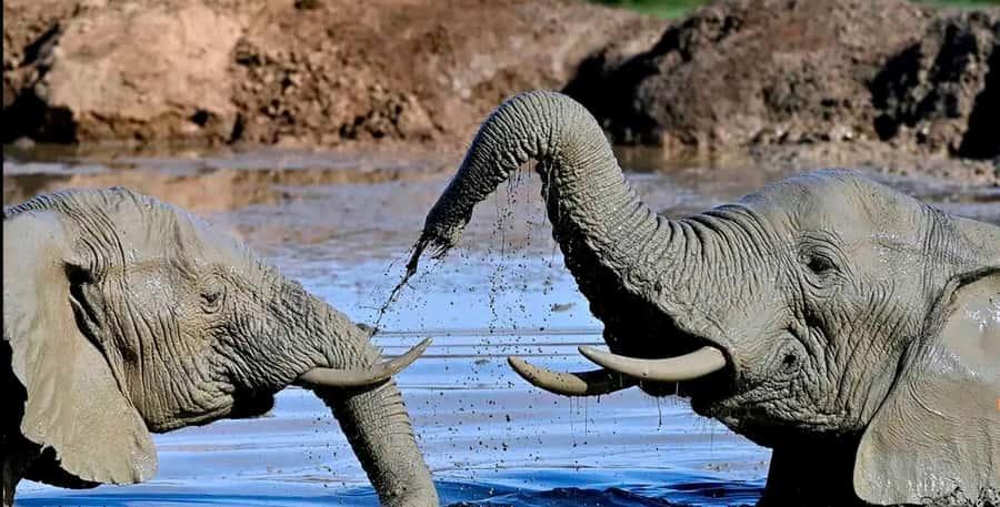 Port Elizabeth : Full-Day Addo Elephant Park Wildlife Tour - Lunch inside the park