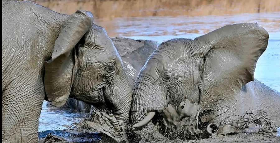 Port Elizabeth : Full-Day Addo Elephant Park Wildlife Tour - The afternoon drive and wider Addo views