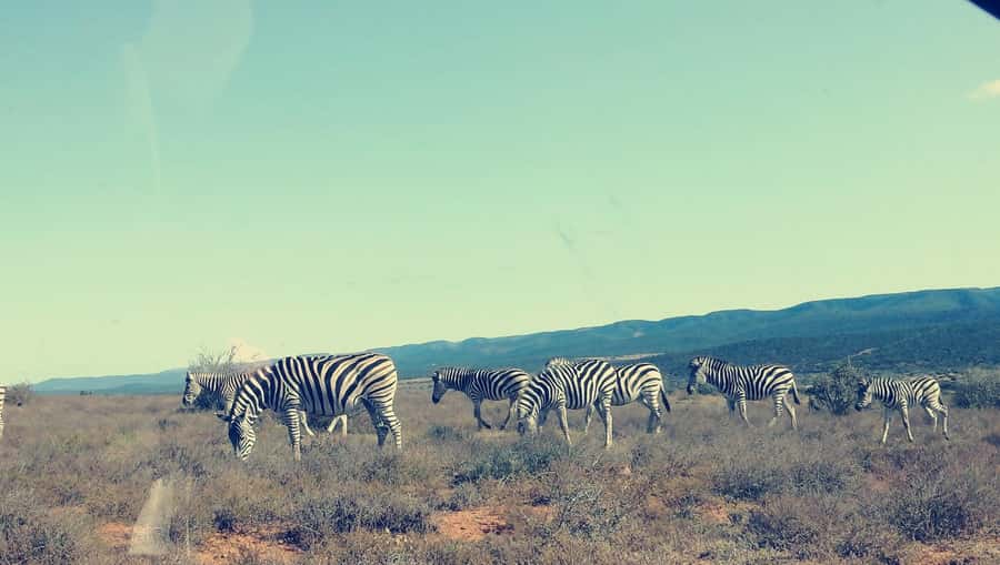 Port Elizabeth : Full-Day Addo Elephant Park Wildlife Tour - What the $156 price covers