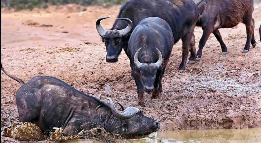 Port Elizabeth : Full-Day Addo Elephant Park Wildlife Tour - Comfort, timing, and who will enjoy it