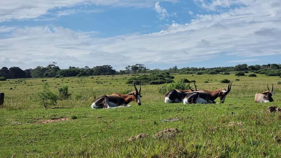 Port Elizabeth: Kragga Kamma Game Park Guided Tour - Key points before you book