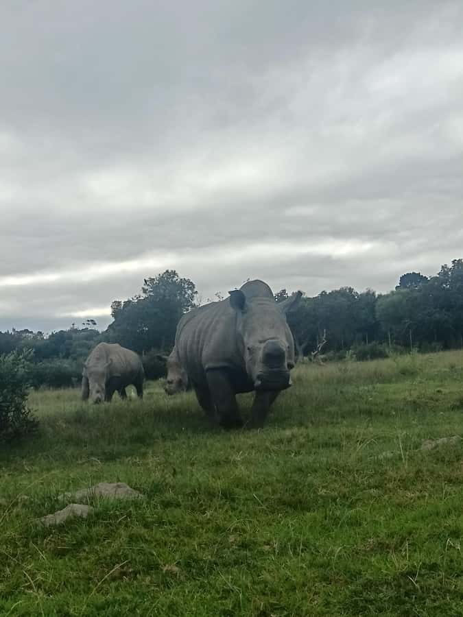 Port Elizabeth: Kragga Kamma Game Park Guided Tour - What kind of safari is Kragga Kamma?