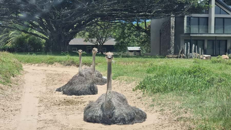 Port Elizabeth: Kragga Kamma Game Park Guided Tour - Scenery beyond the animals