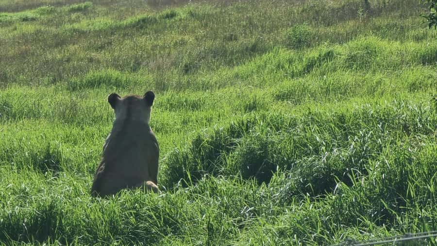 Port Elizabeth: Kragga Kamma Game Park Guided Tour - Is $80 a fair price?