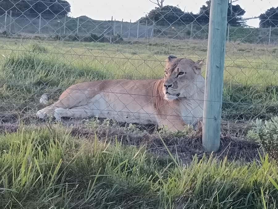 Port Elizabeth: Kragga Kamma Game Park Guided Tour - A smooth operation, with modest expectations