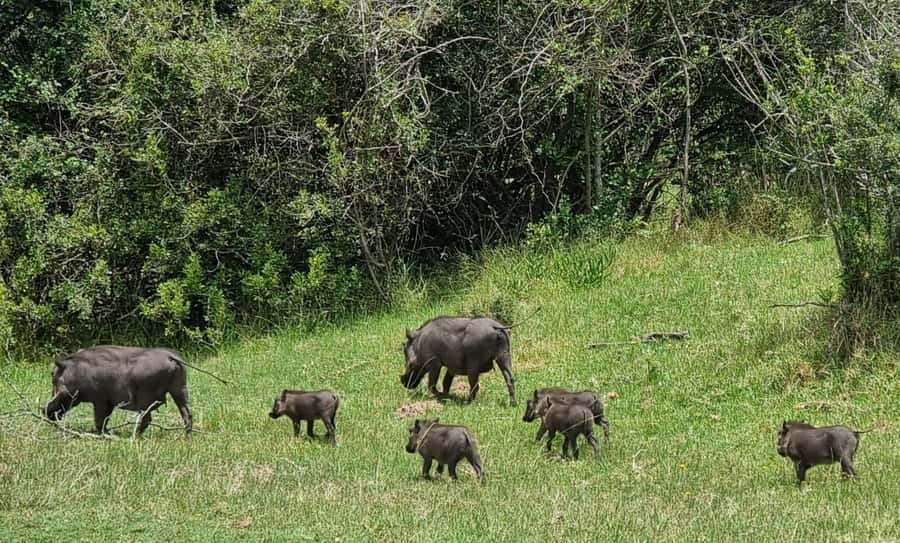 Port Elizabeth: Kragga Kamma Game Park Guided Tour - Who should book this game drive?