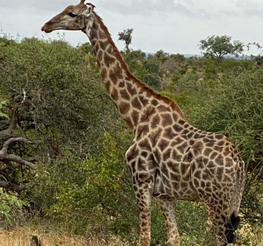 Port Elizabeth:Kragga Kamma Private game reserve safari - Key points at a glance