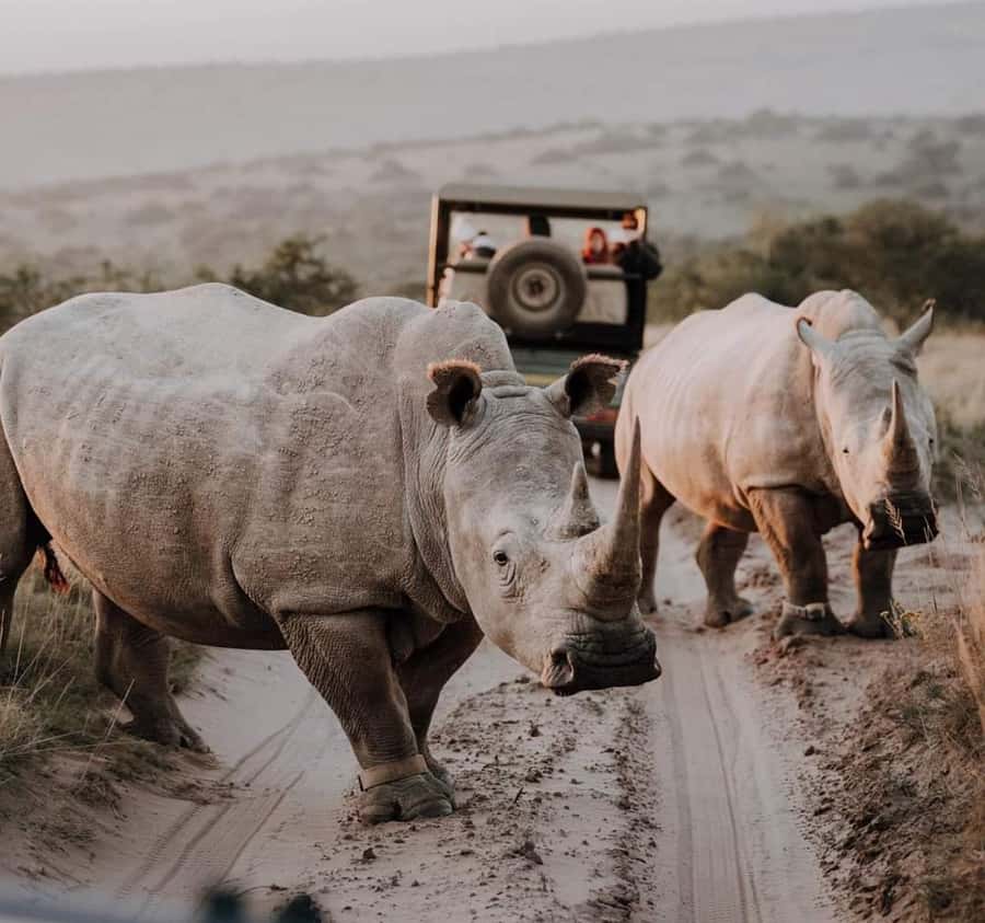 Port Elizabeth:Kragga Kamma Private game reserve safari - Coastal forest and grassland viewing