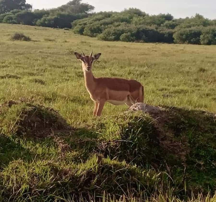 Port Elizabeth:Kragga Kamma Private game reserve safari - What you may see along the route