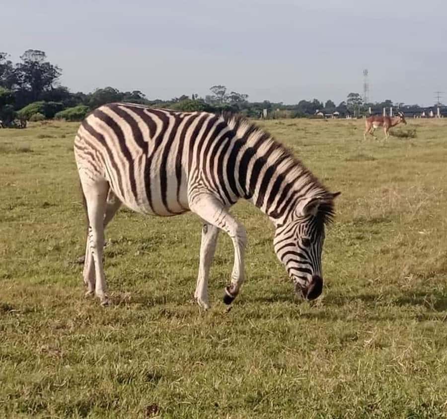 Port Elizabeth:Kragga Kamma Private game reserve safari - The city visit and penguin hospital stop