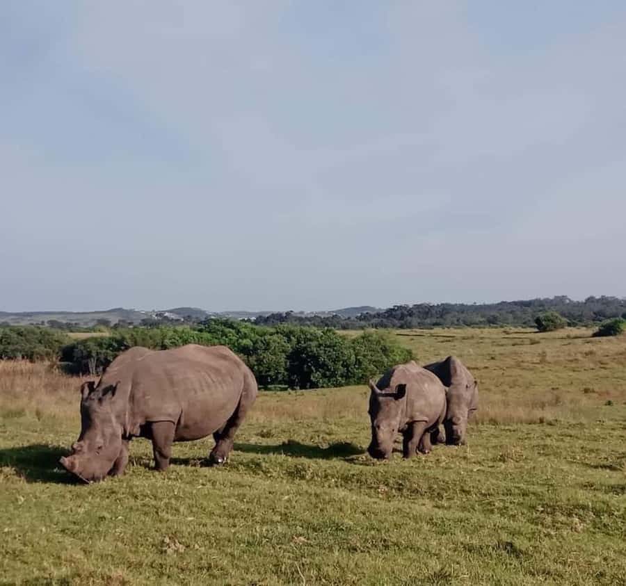 Port Elizabeth:Kragga Kamma Private game reserve safari - Who will enjoy this experience most?