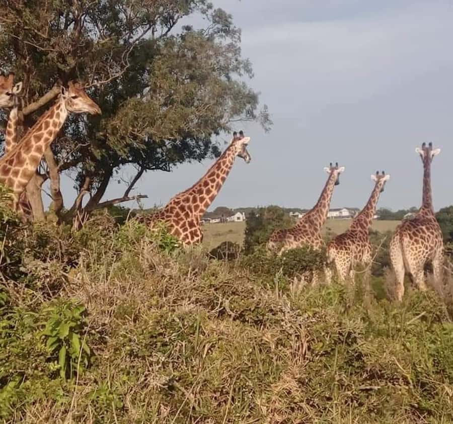 Port Elizabeth:Kragga Kamma Private game reserve safari - Timing, comfort, and what to bring