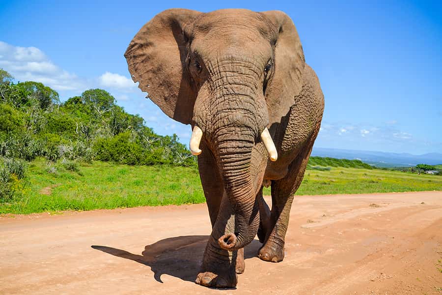 Port Elizabeth: Schotia Game Reserve Safari with Port Pickup - From Port Elizabeth Harbor to Schotia Reserve