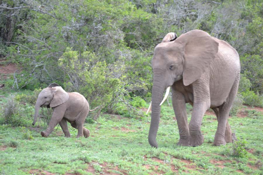 Port Elizabeth: Schotia Game Reserve Safari with Port Pickup - My verdict on the Schotia experience