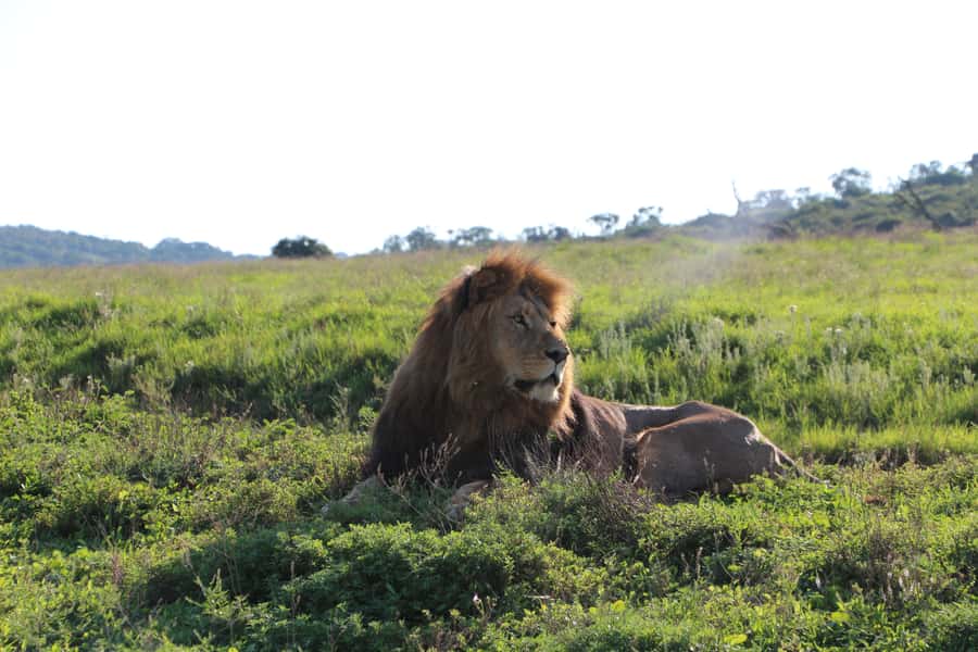 Port Elizabeth: Schotia Private Game Reserve Safari - A Big Five Safari Beside Addo