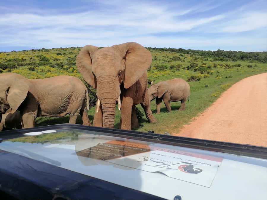 Port Elizabeth: Schotia Private Game Reserve Safari - Should You Book the Schotia Safari?