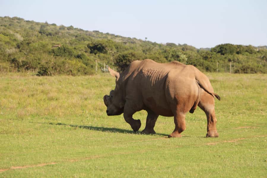 Port Elizabeth: Schotia Private Game Reserve Safari - Leaving Port Elizabeth in a Branded SUV
