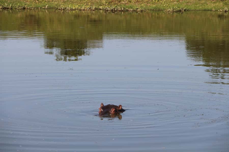Port Elizabeth: Schotia Private Game Reserve Safari - Two Two-Hour Drives Work Better Than One Long Ride