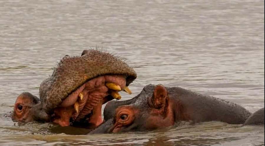 Port Elizabeth: Schotia Safaris Game Reserve Safari - A five-hour safari built around wildlife time