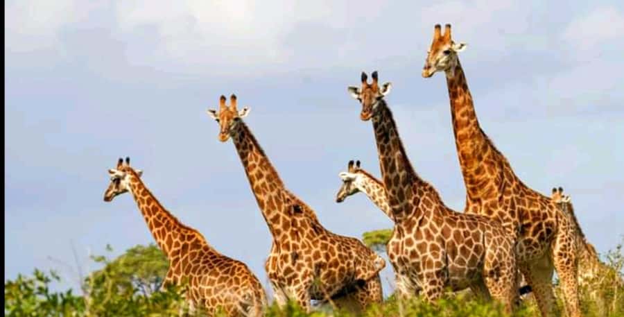 Port Elizabeth: Schotia Safaris Game Reserve Safari - Searching for the Big Five in Schotia