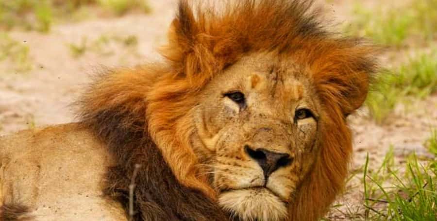 Port Elizabeth: Schotia Safaris Game Reserve Safari - What the drive feels like from pickup to return