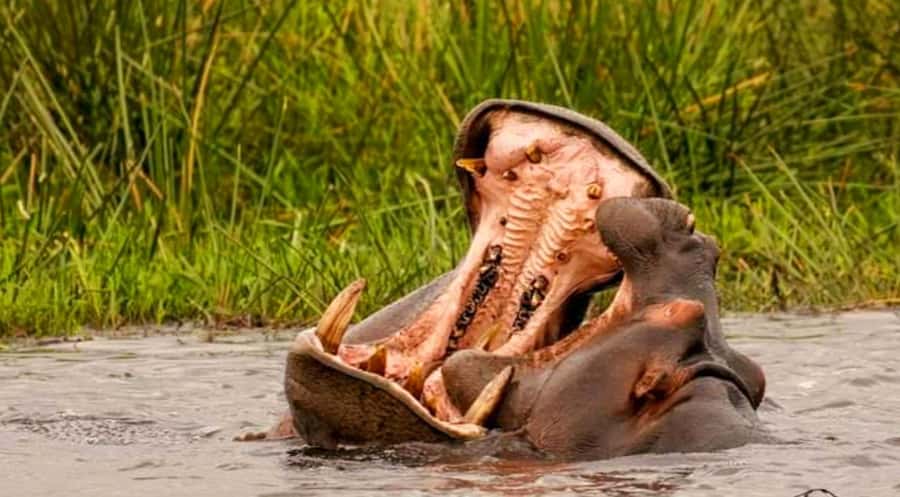 Port Elizabeth: Schotia Safaris Game Reserve Safari - Choosing between the morning and afternoon departure