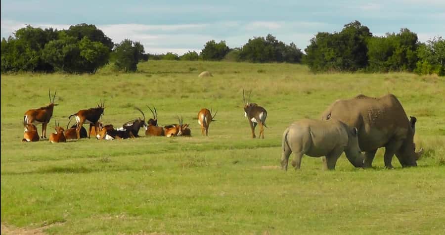 Port Elizabeth: Schotia Safaris Game Reserve Safari - Snacks, water, and practical comfort